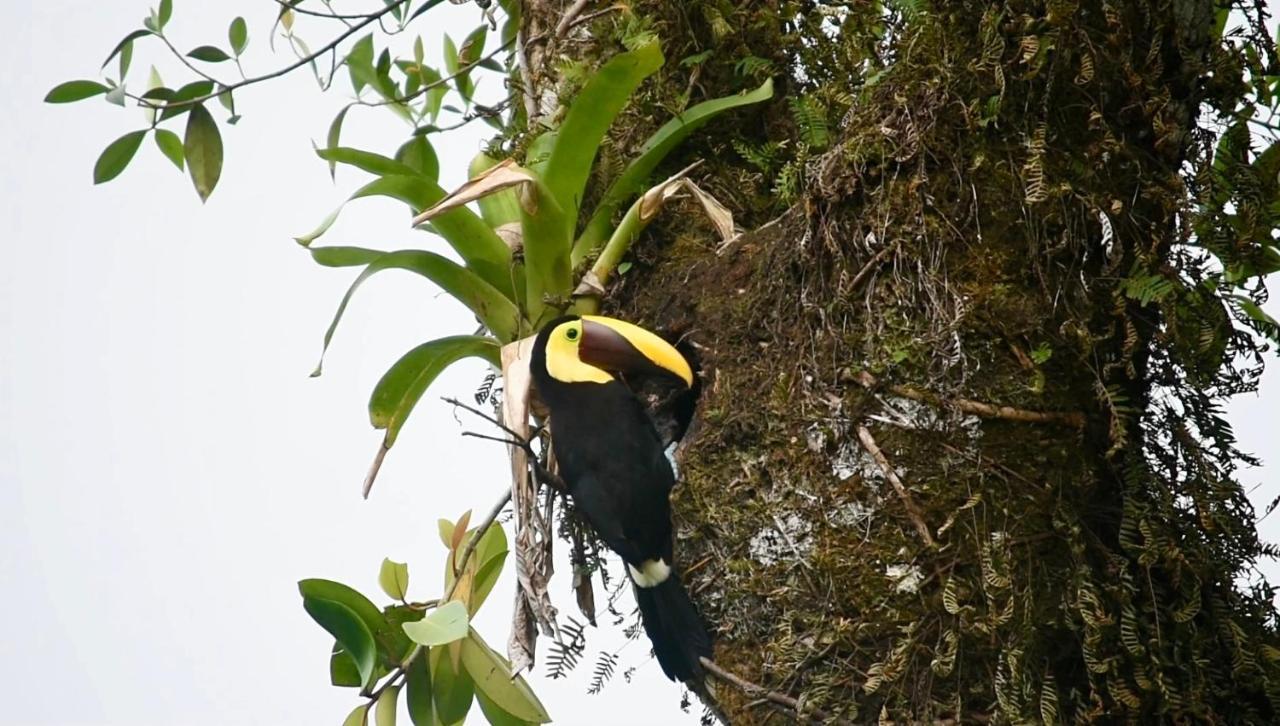 Villa Tucan La Fortuna Exteriér fotografie