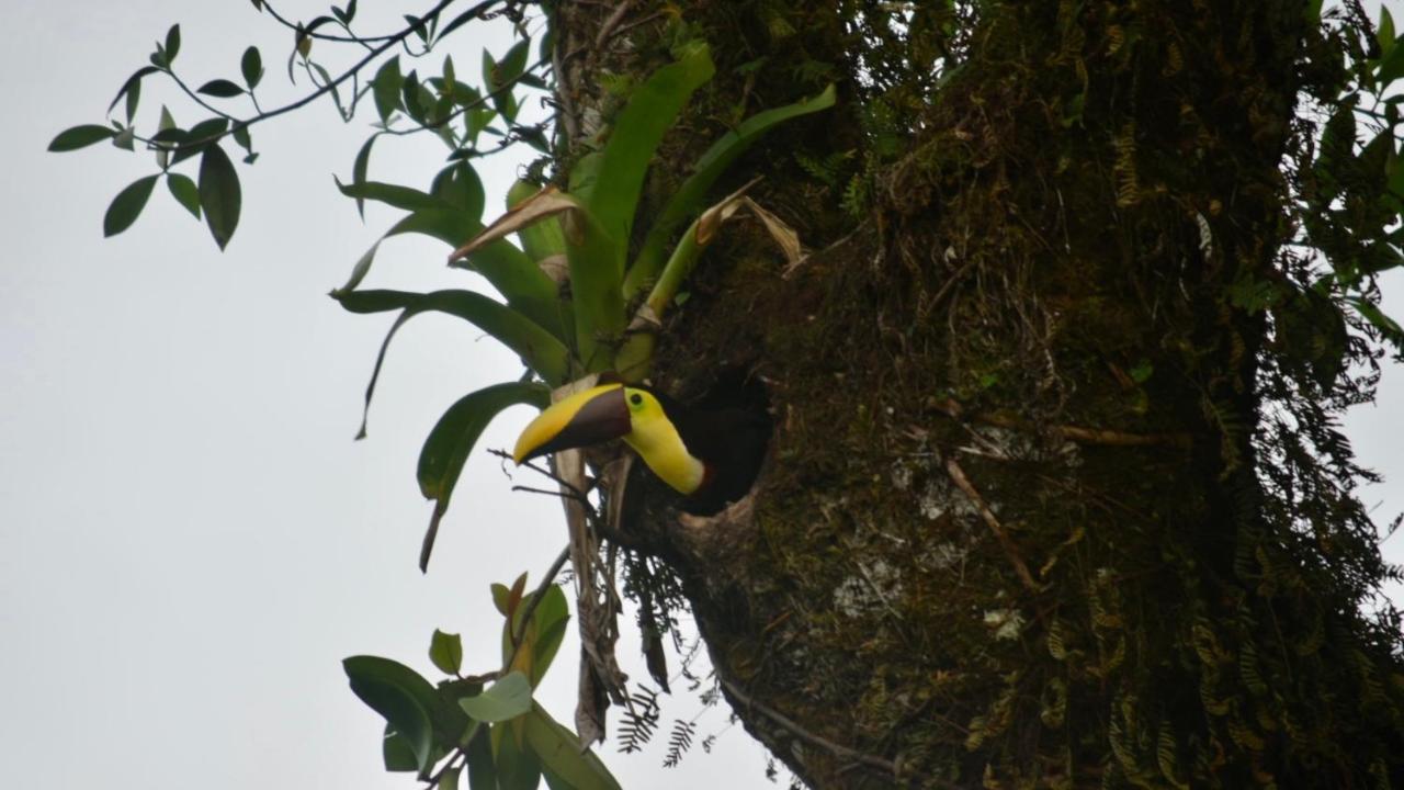 Villa Tucan La Fortuna Exteriér fotografie