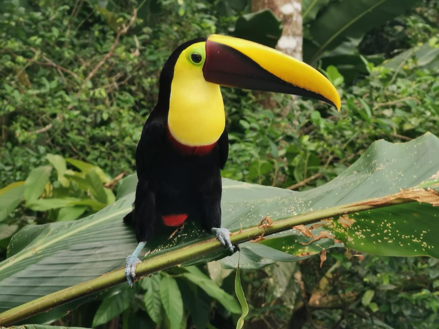 Villa Tucan La Fortuna Exteriér fotografie